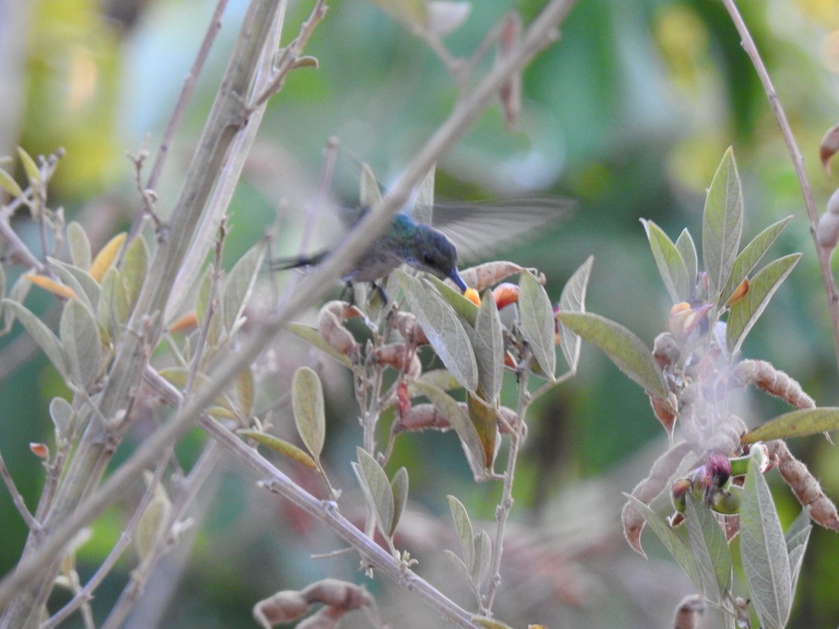 Ruby-throated Hummingbird - ML402165301