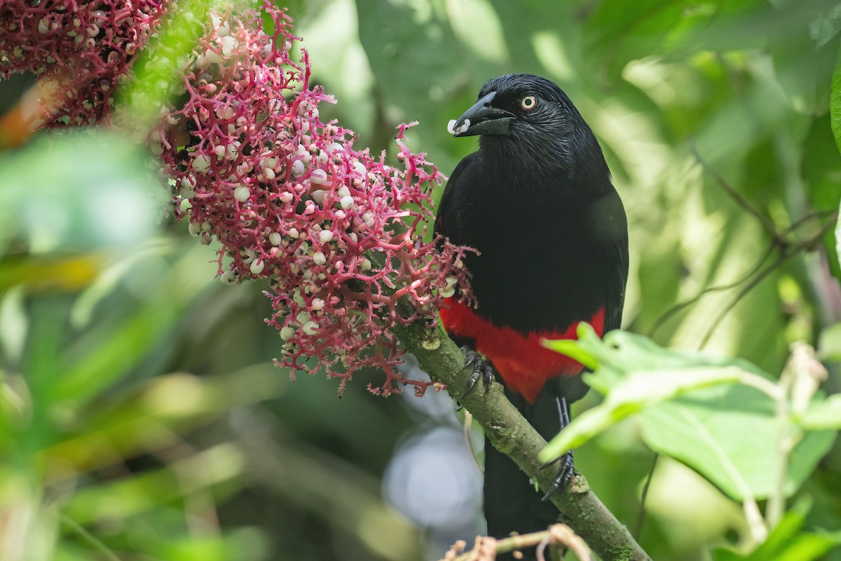 Red-bellied Grackle - Phil Chaon