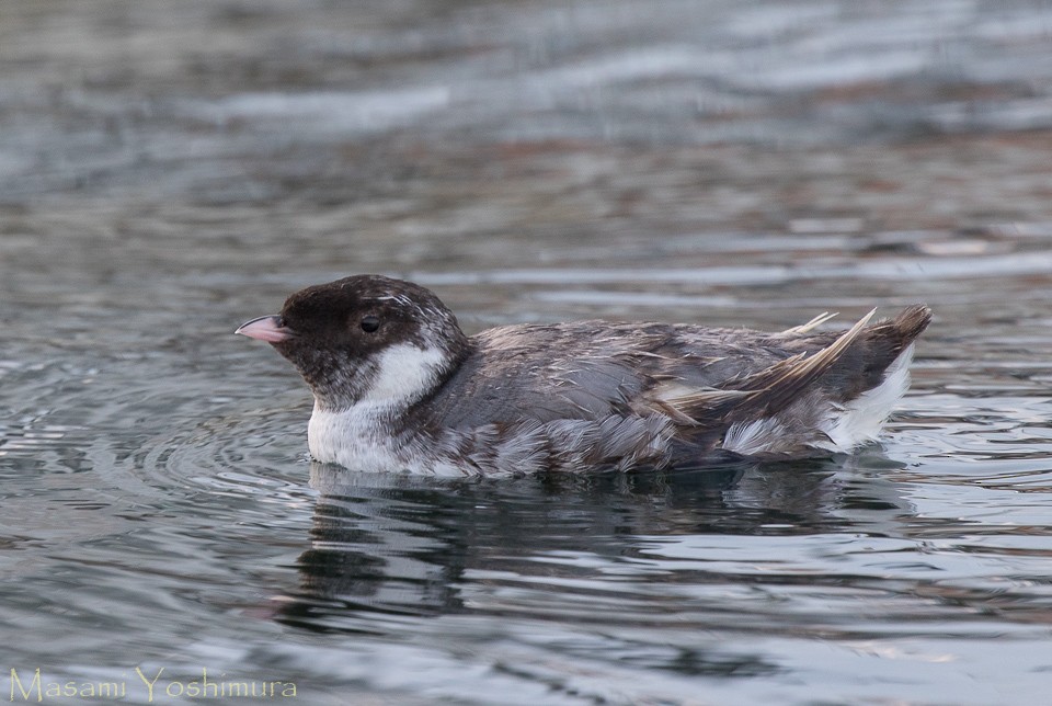 Ancient Murrelet - Masami Yoshimura