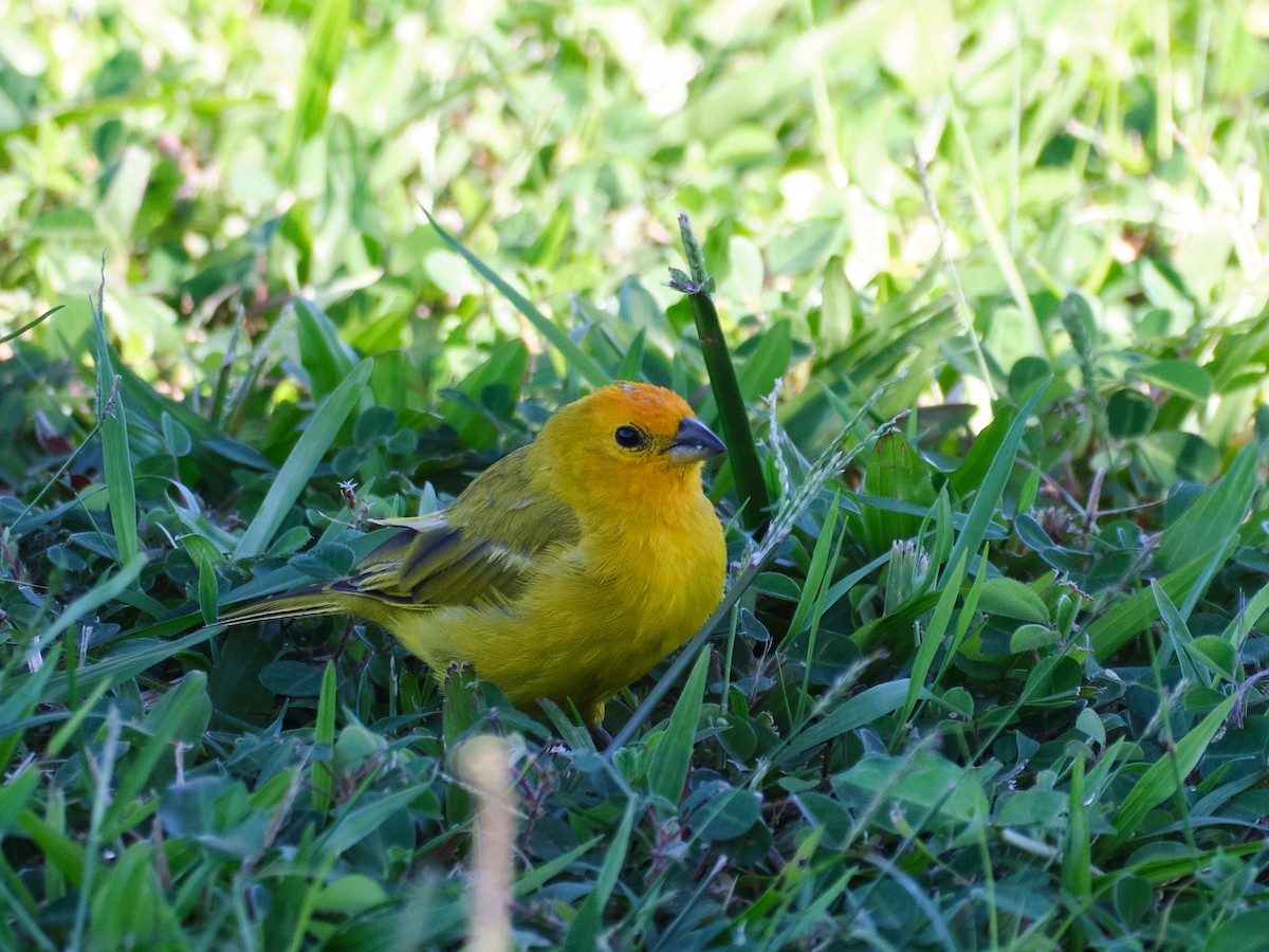 Saffron Finch - Matthew Schmahl