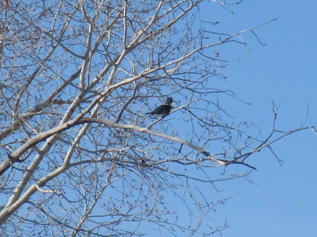 Belted Kingfisher - Nancy Peterson