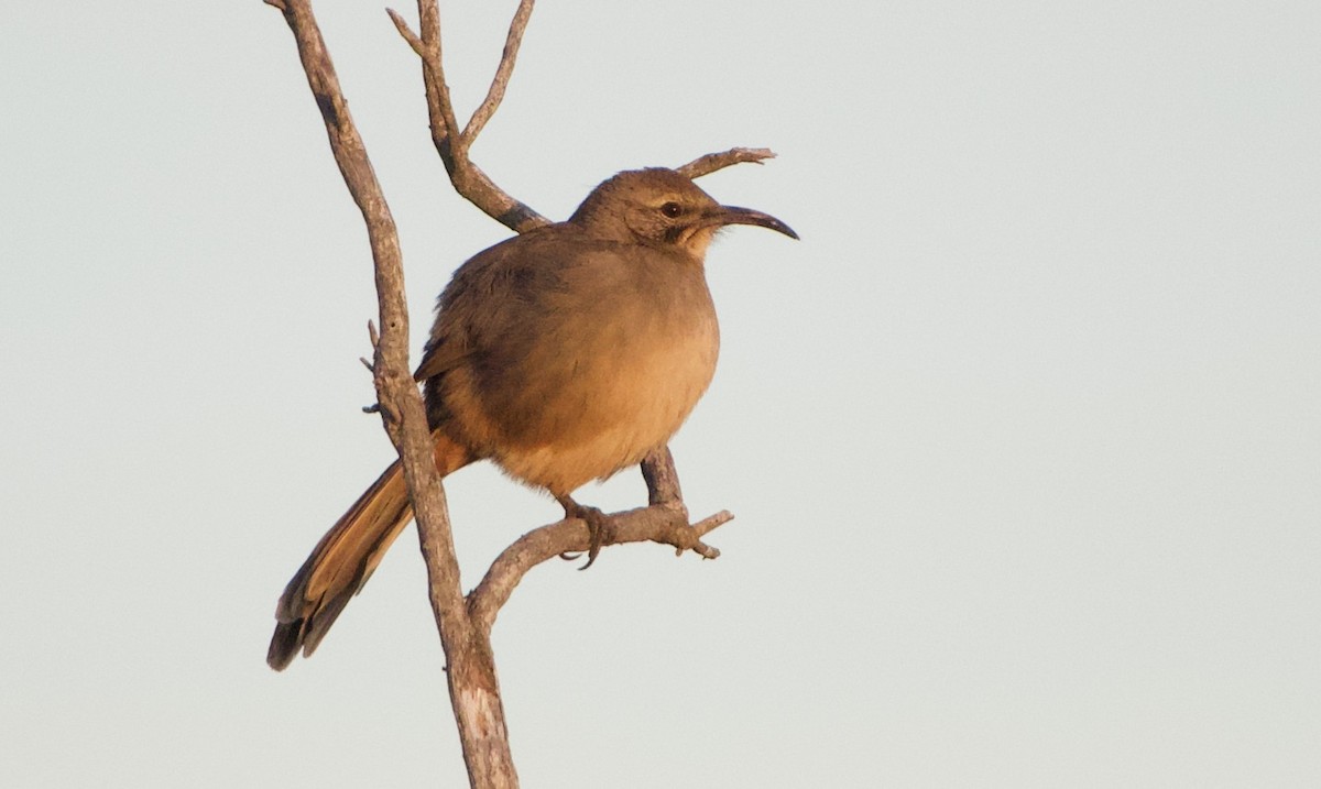 California Thrasher - John Callender