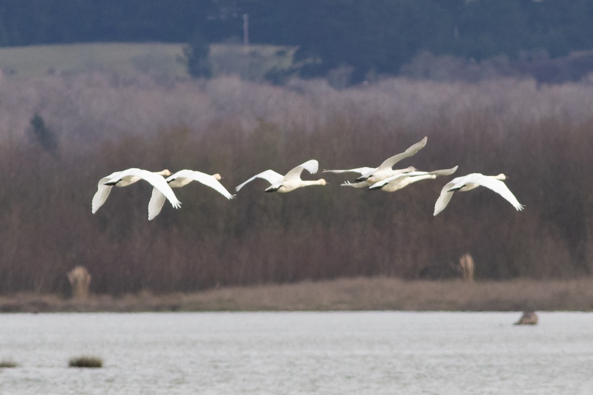 Zwergschwan (Pfeifschwan) - ML402167531