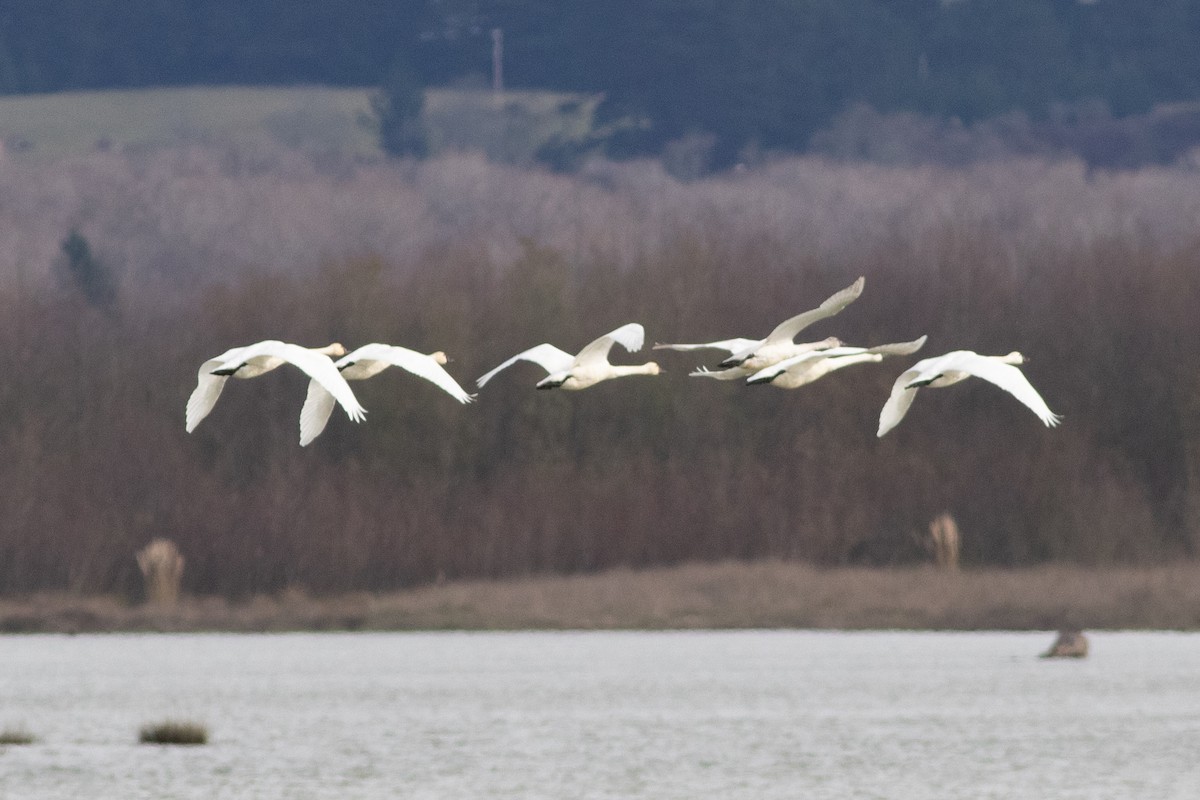 Cisne Chico (neártico) - ML402167531