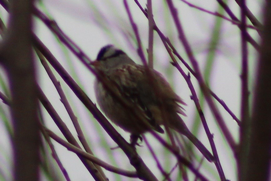 White-crowned Sparrow - ML402167931