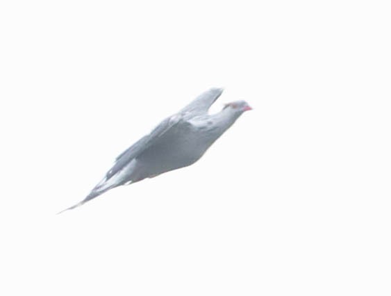 Topknot Pigeon - ML402168141