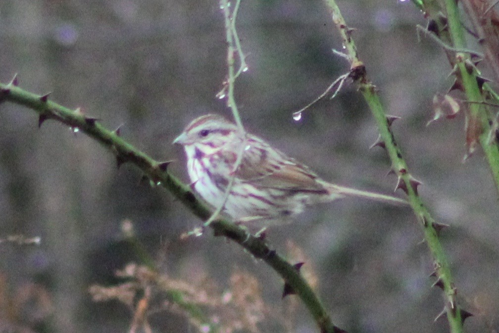 Song Sparrow - ML402168171