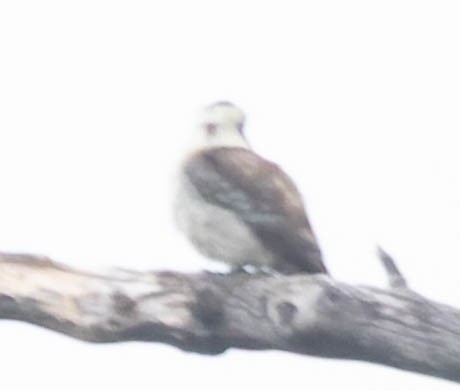 Laughing Kookaburra - ML402168181