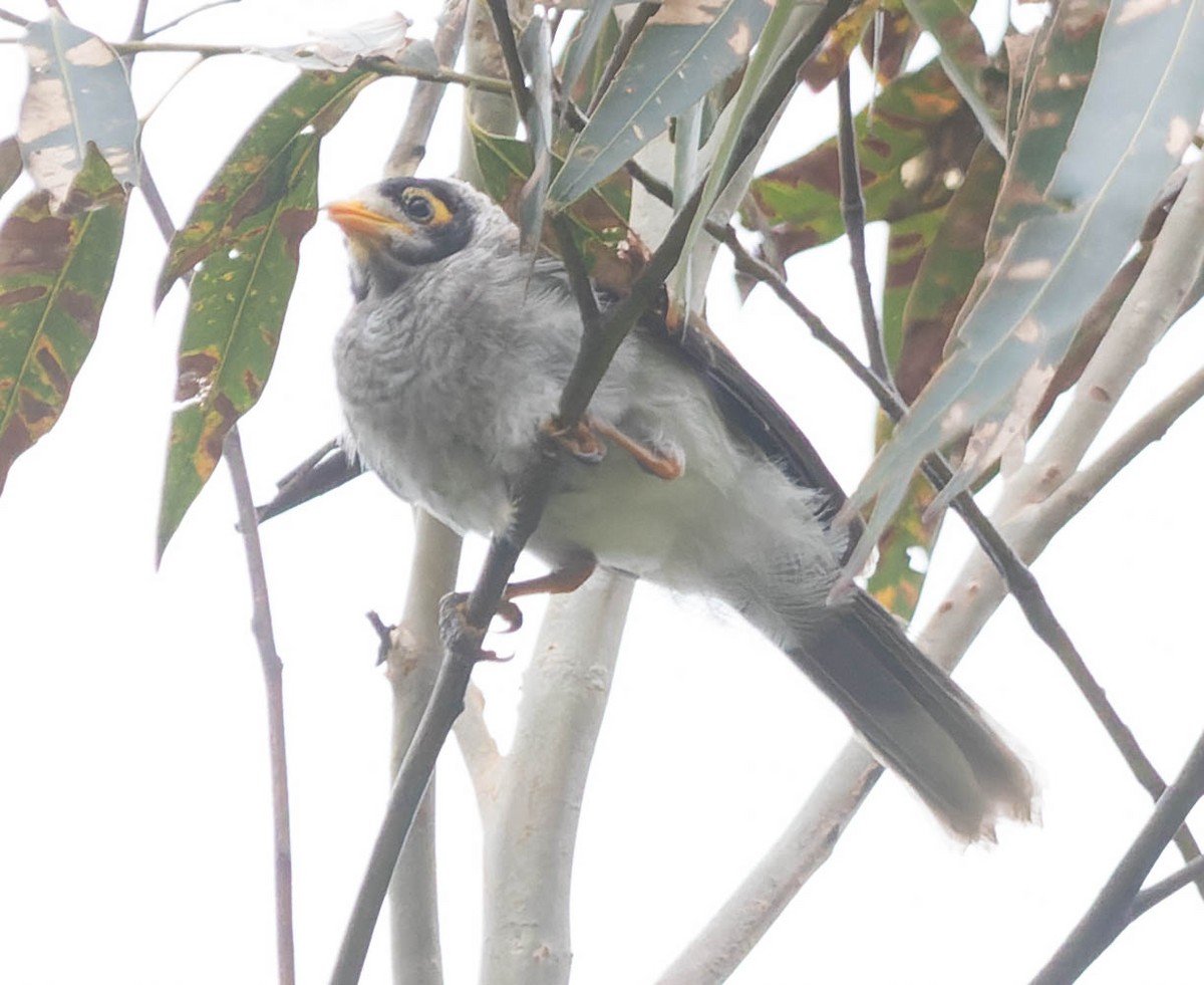 Noisy Miner - ML402168231