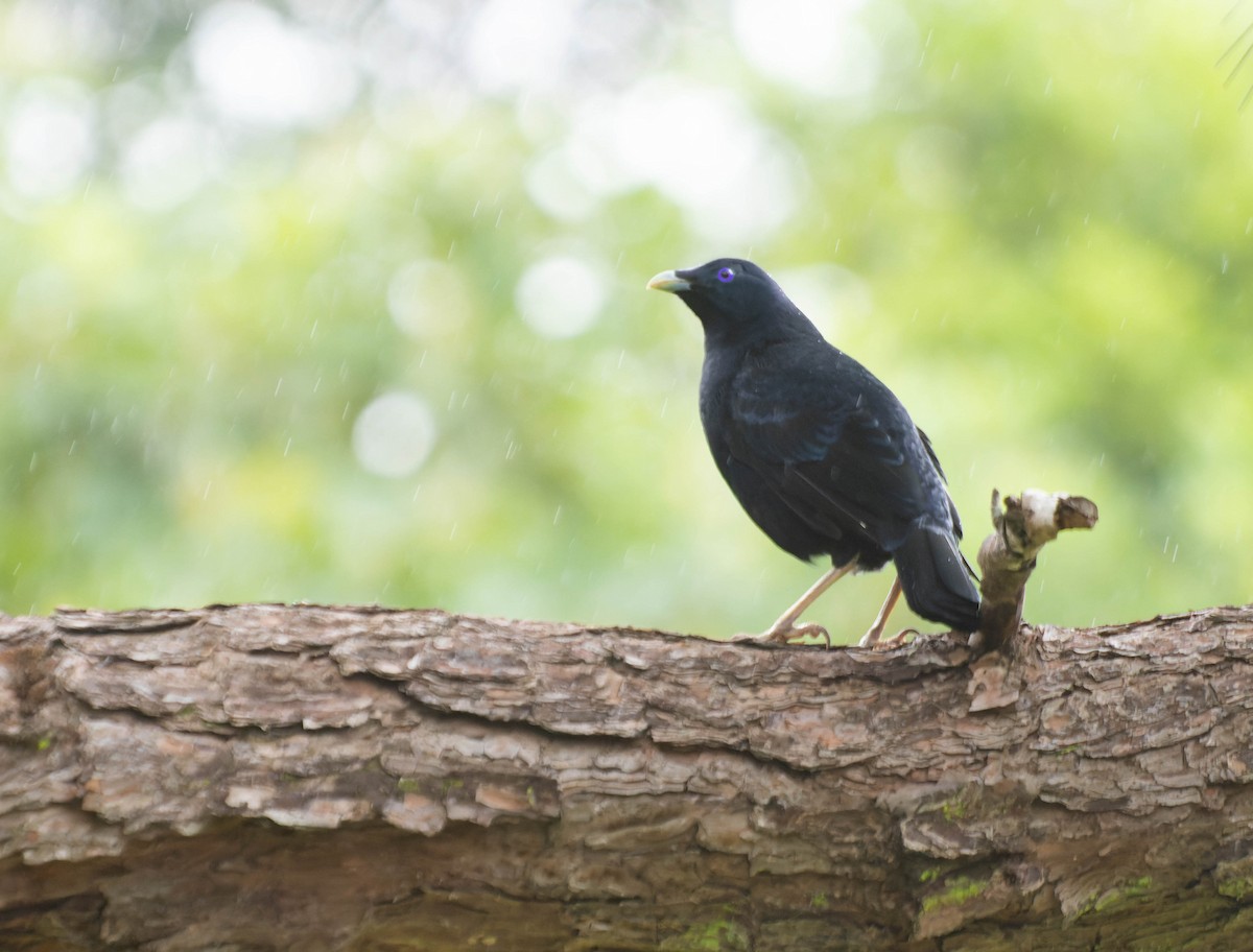 Satin Bowerbird - ML402168311