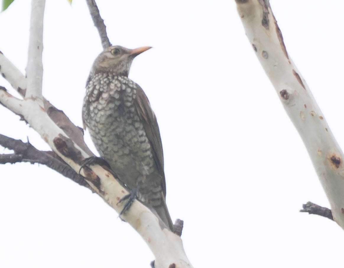 Regent Bowerbird - ML402168331