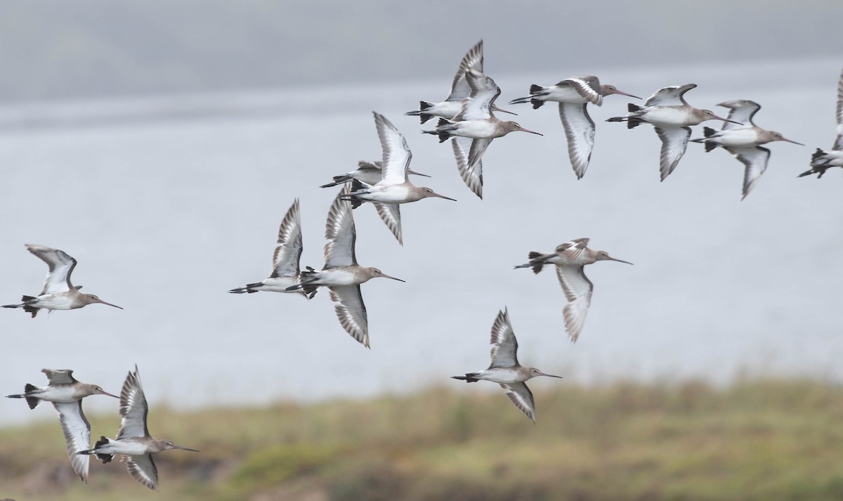 Black-tailed Godwit - Zebedee Muller