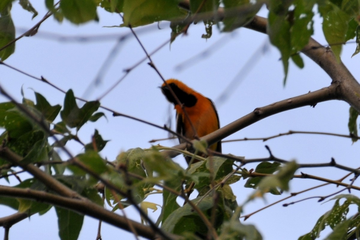 Hooded Oriole - ML40217091