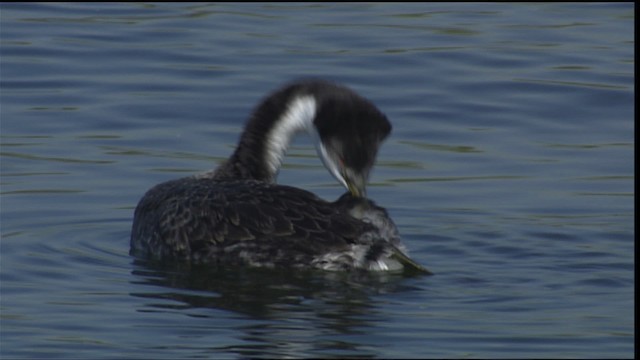 Western Grebe - ML402171