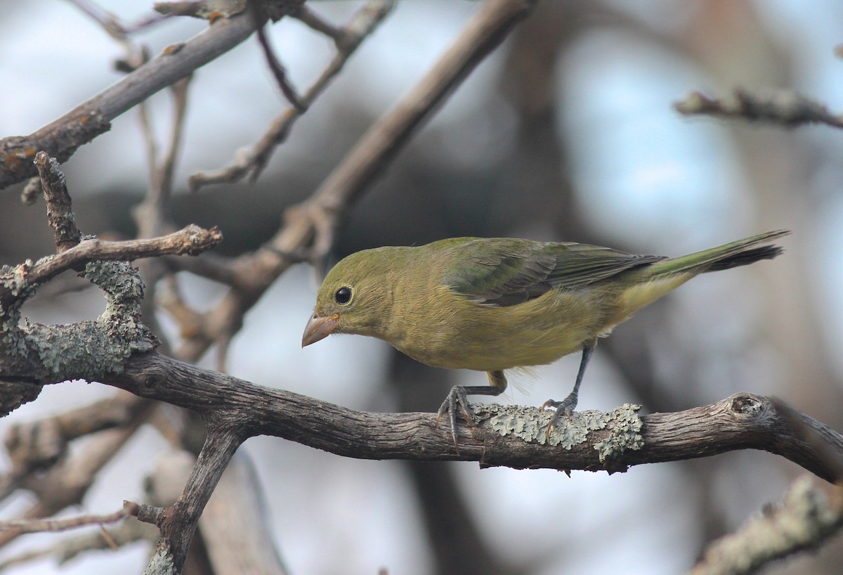 Painted Bunting - Shawn Billerman