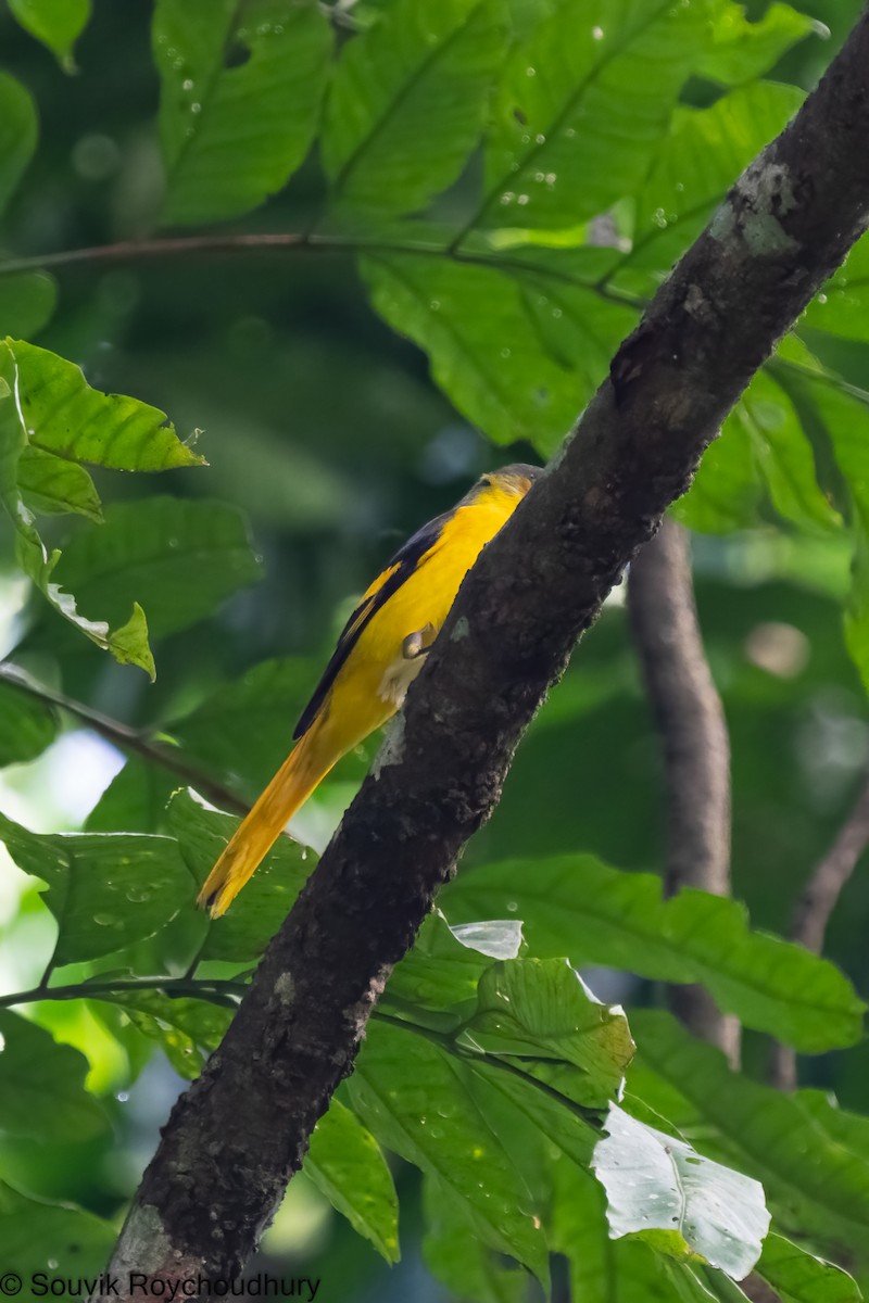 Scarlet Minivet - ML402171881