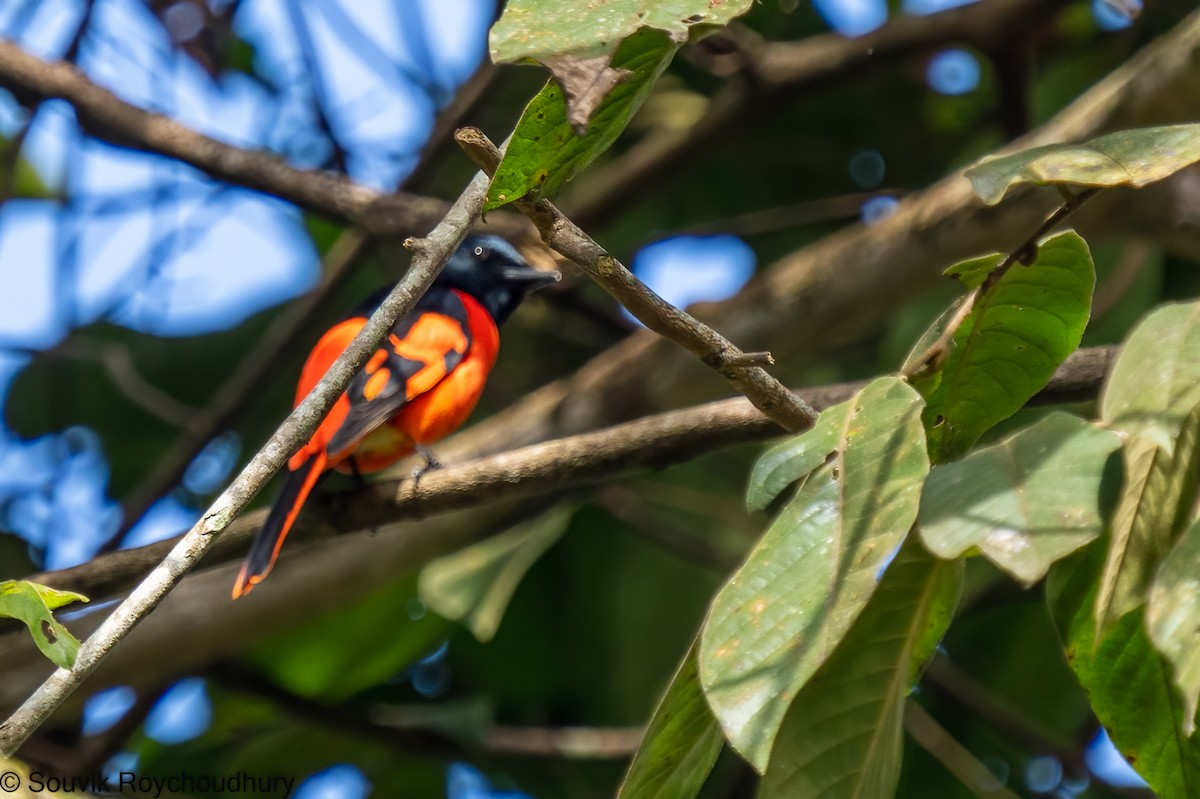 Scarlet Minivet - ML402171891