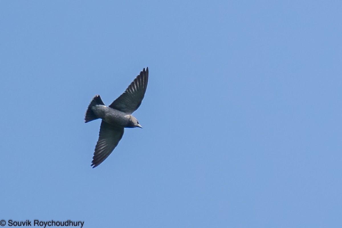 Ashy Woodswallow - ML402171921