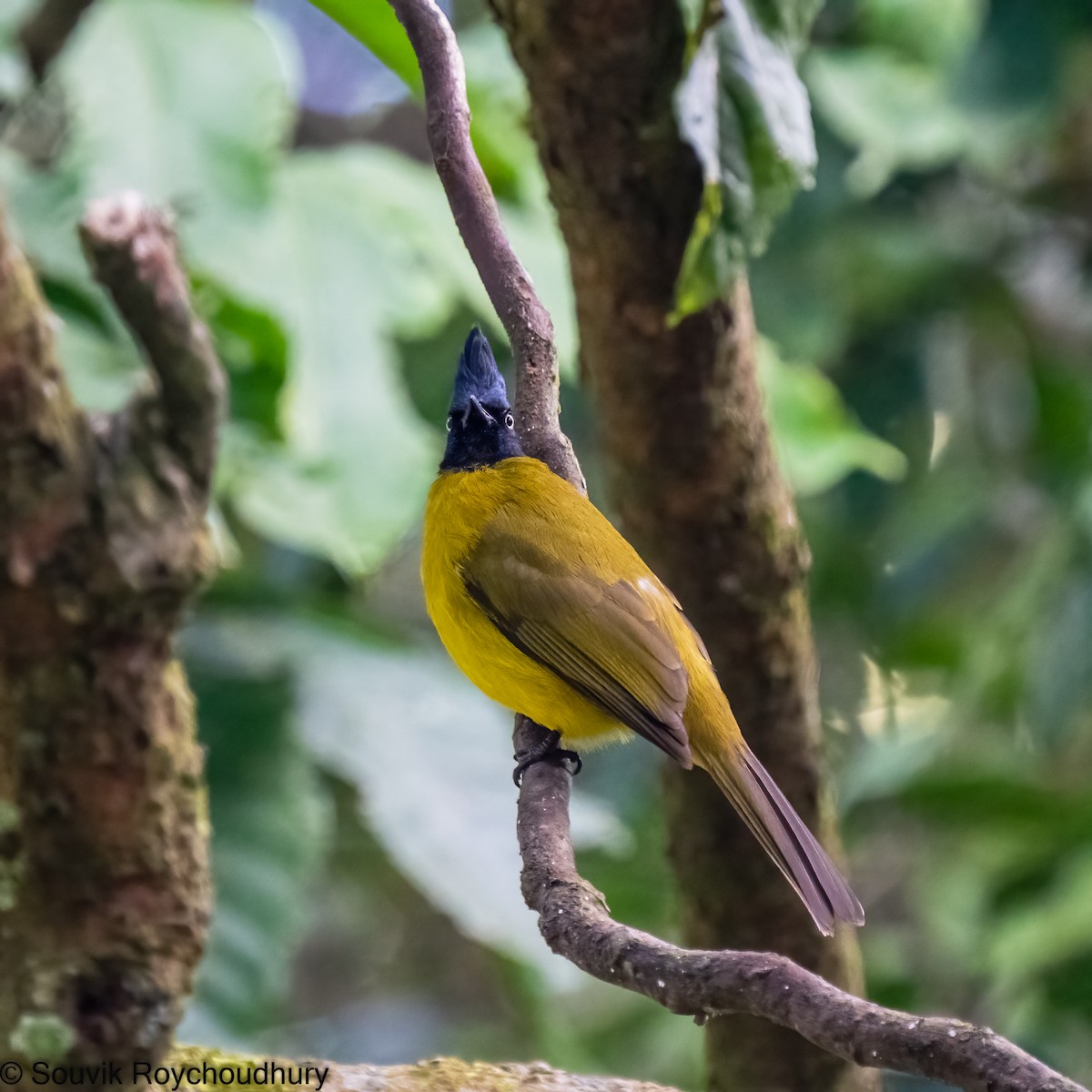 Black-crested Bulbul - ML402172081