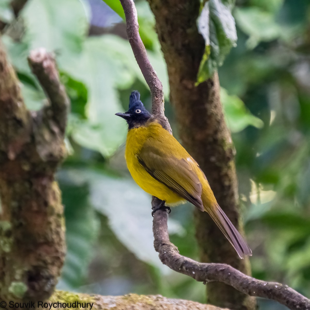 Black-crested Bulbul - ML402172091