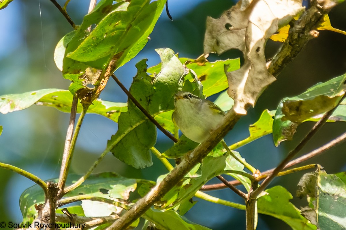 Yellow-browed Warbler - ML402172691