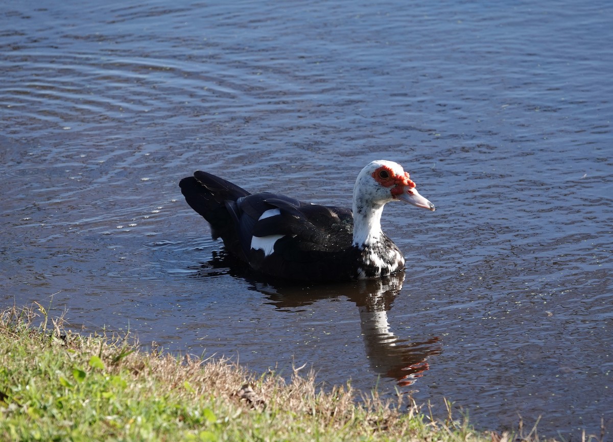 Muscovy Duck (Domestic type) - ML402172891