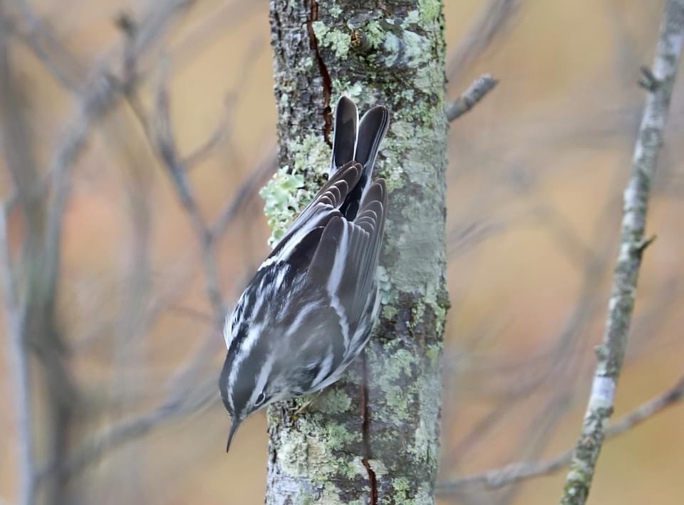 Black-and-white Warbler - ML402174711