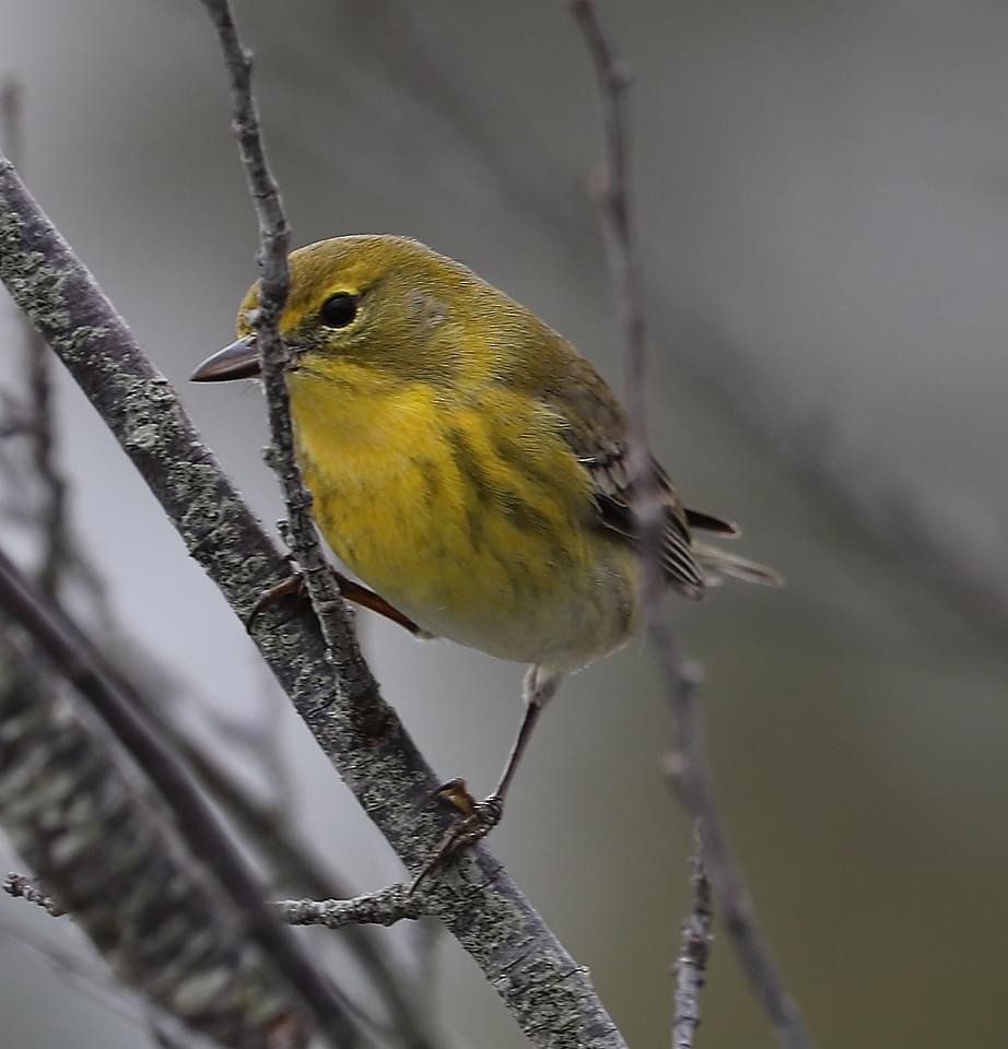 Pine Warbler - ML402174751