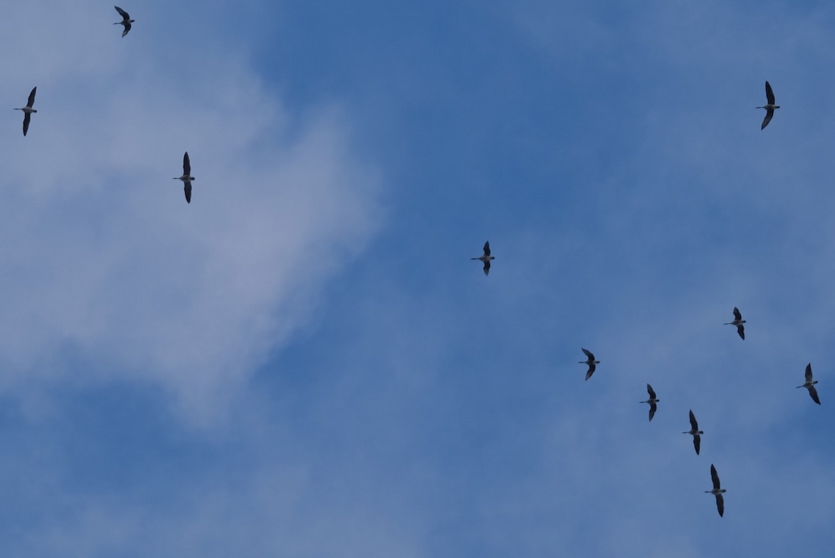 Канад галуу - ML402176061