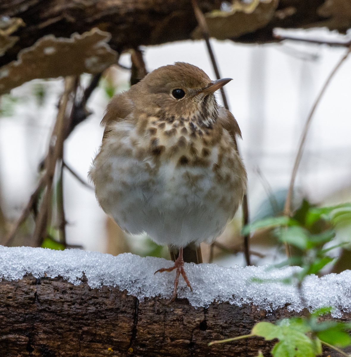 Hermit Thrush - ML402176511