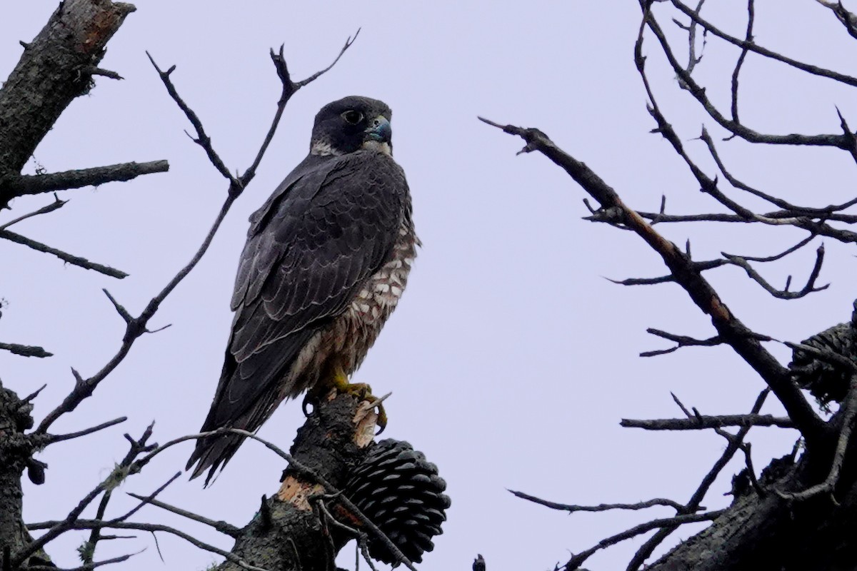 Peregrine Falcon - Laura Paulson