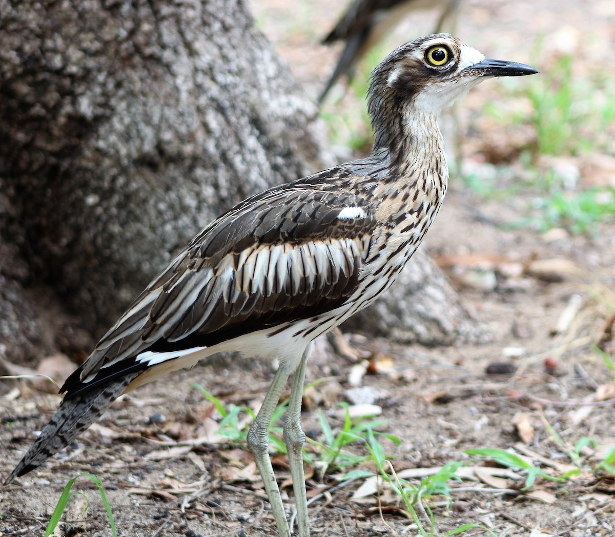 Bush Thick-knee - ML402176841