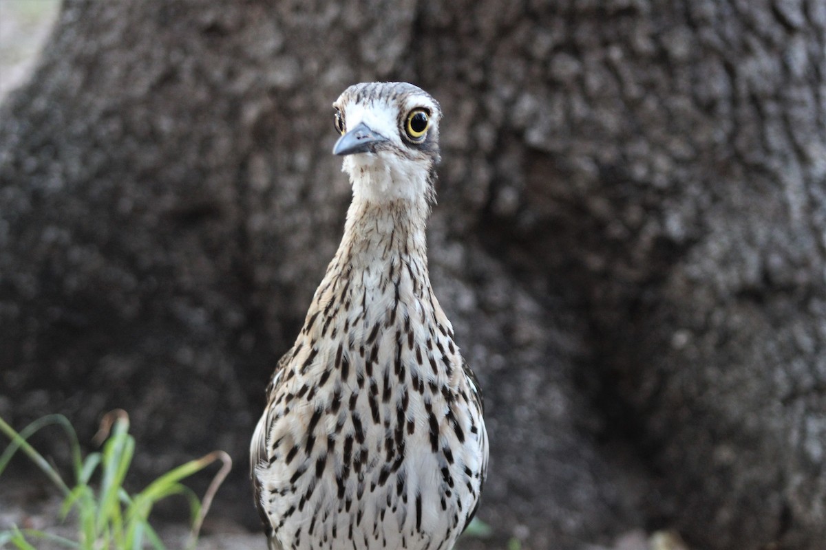 Bush Thick-knee - ML402176931