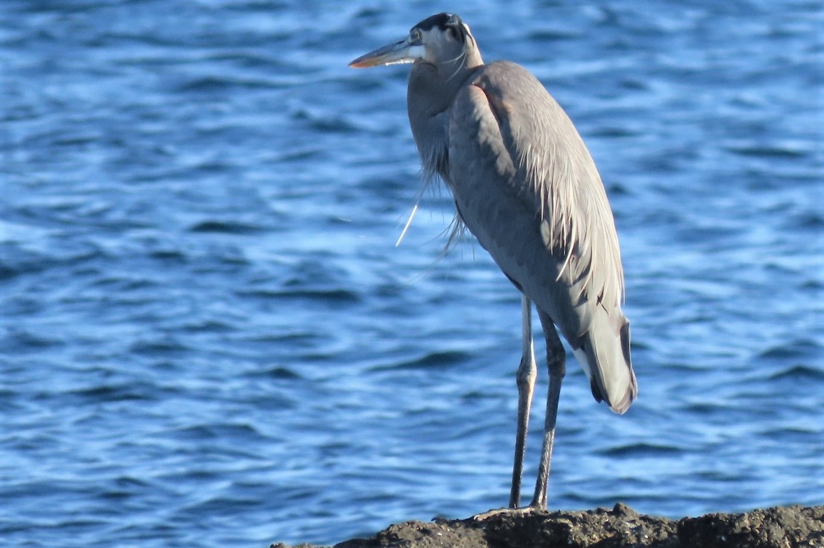 Great Blue Heron - Claudius  Feger