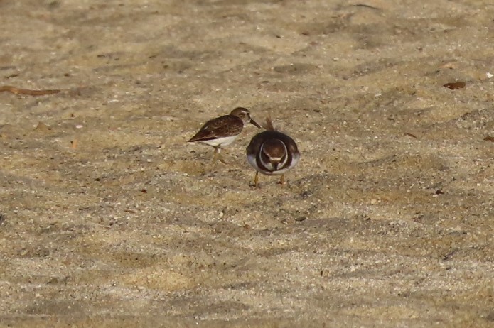 Semipalmated Plover - Claudius  Feger