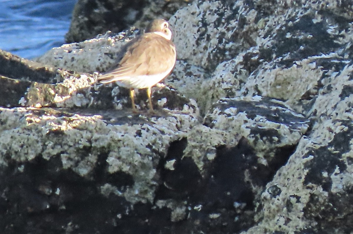 Semipalmated Plover - ML402177691