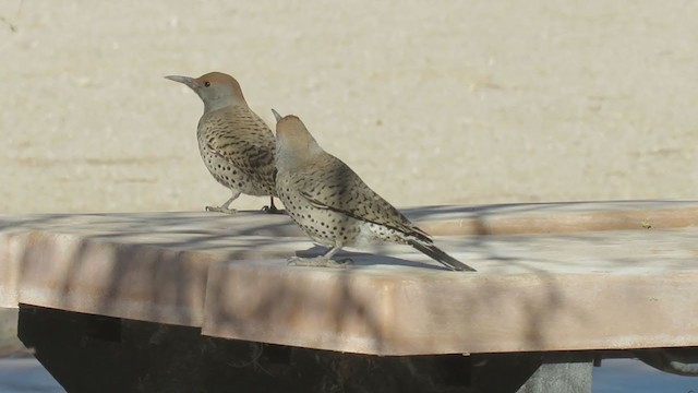 Gilded Flicker - ML402181501