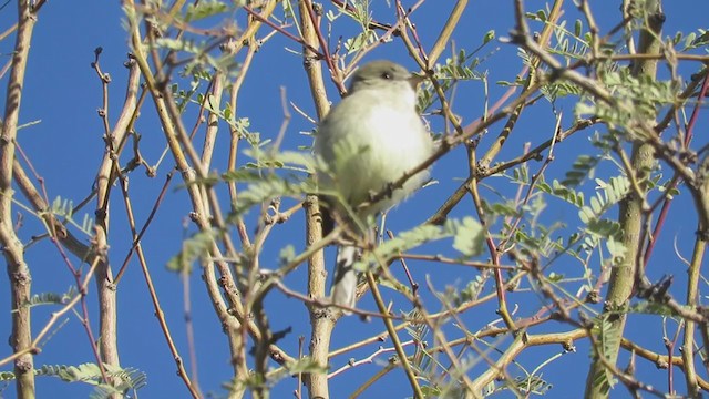 Gray Flycatcher - ML402182701