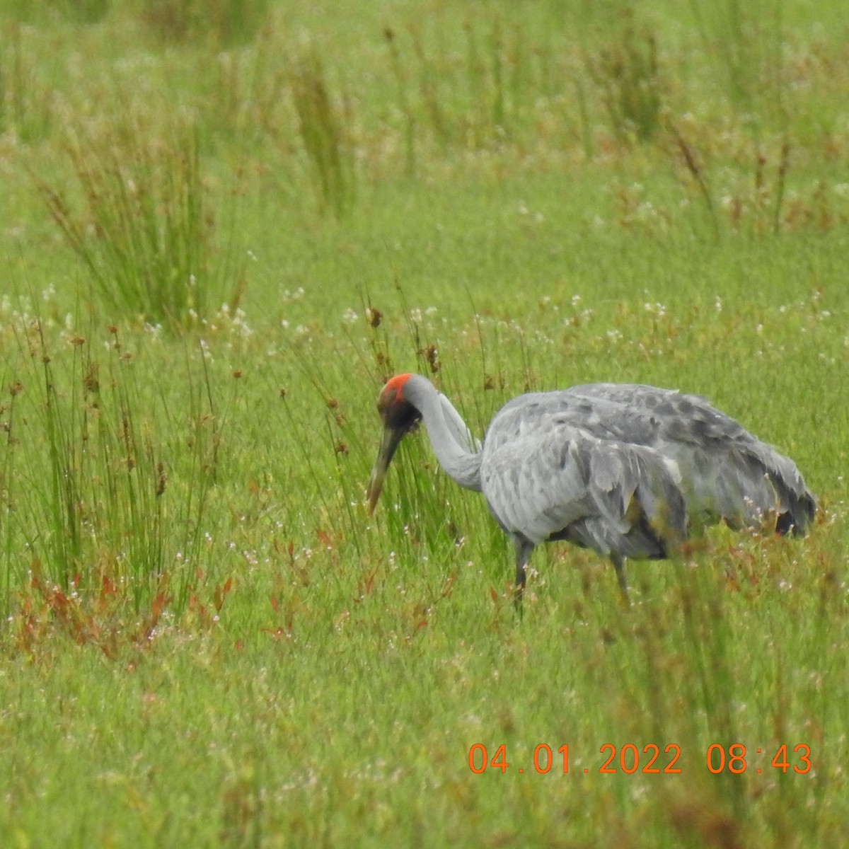 Brolga - ML402184901