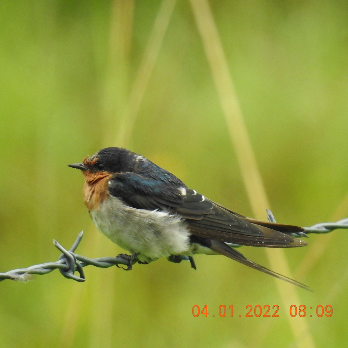 Welcome Swallow - ML402185281