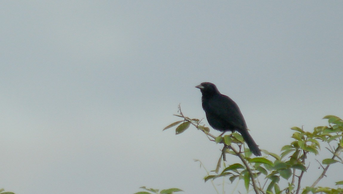 Melodious Blackbird - ML40218531