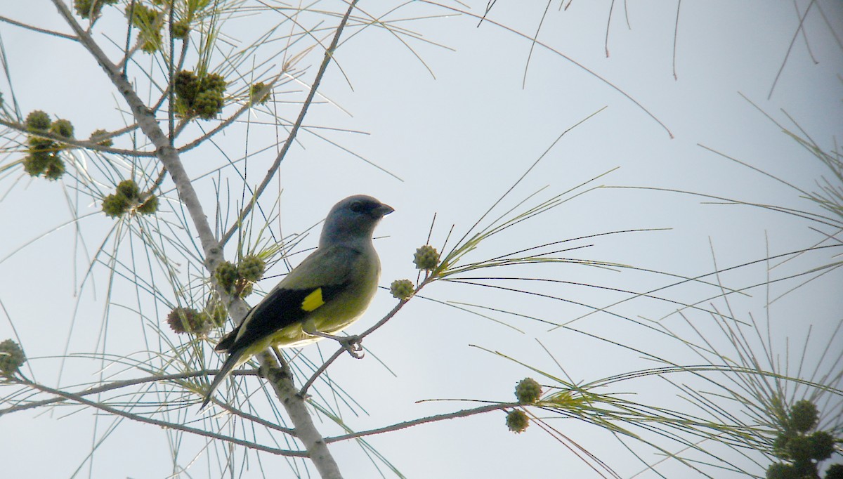 Yellow-winged Tanager - ML40218561