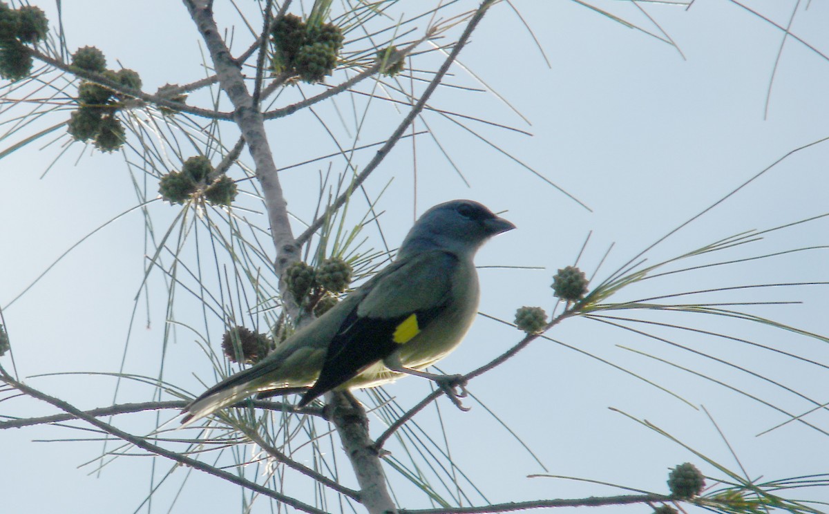 Yellow-winged Tanager - ML40218591