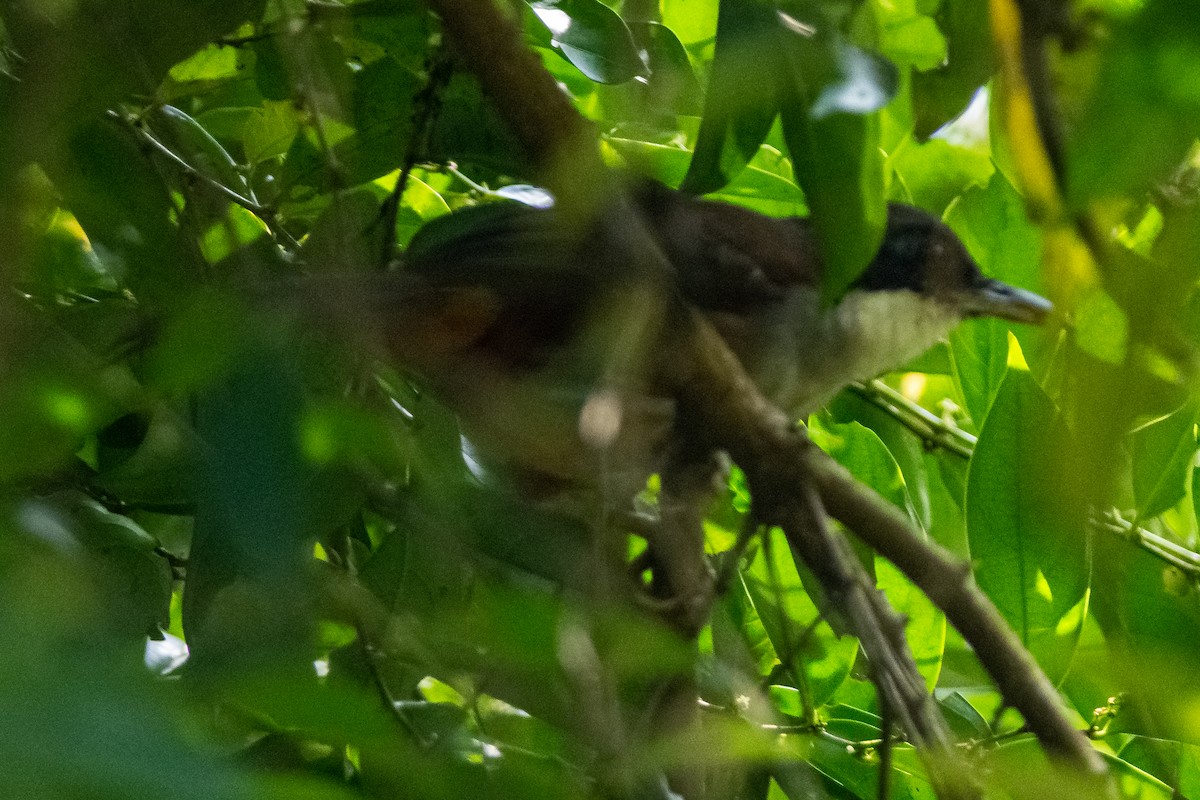 Wayanad Laughingthrush - ML402186381