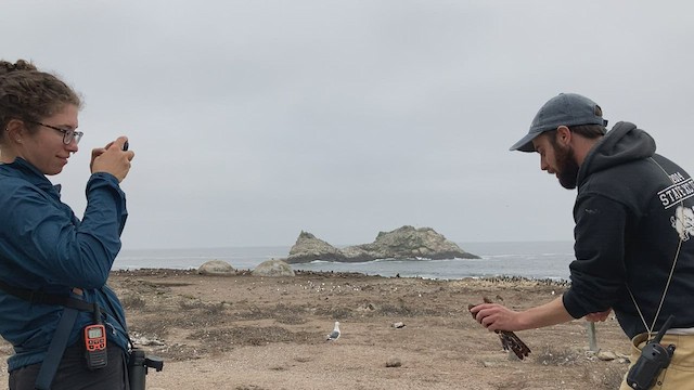 American Kestrel - ML402187871