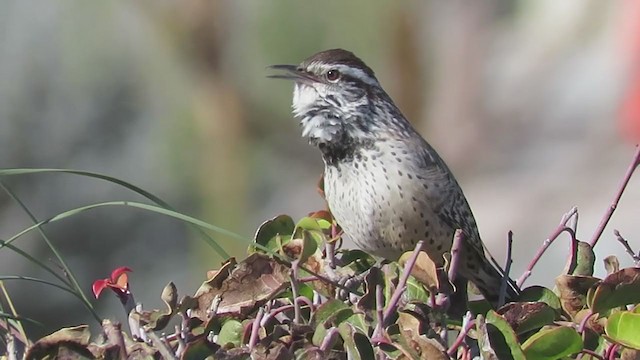 Cactus Wren - ML402188181