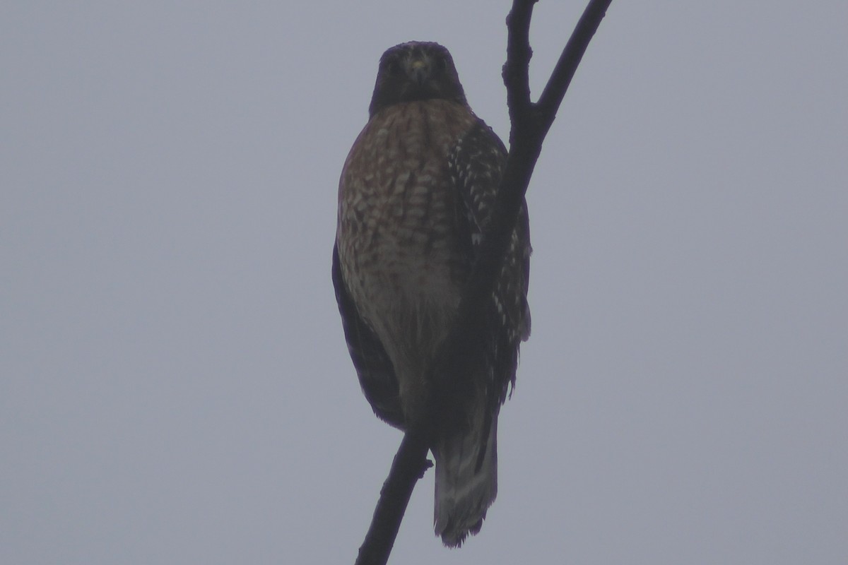 Red-shouldered Hawk - ML402188431