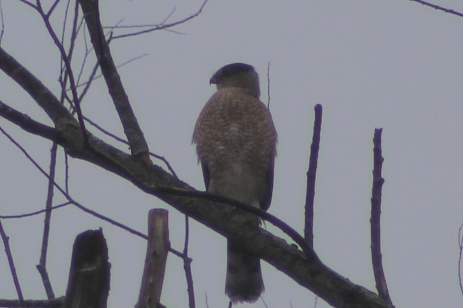 Cooper's Hawk - ML402188491