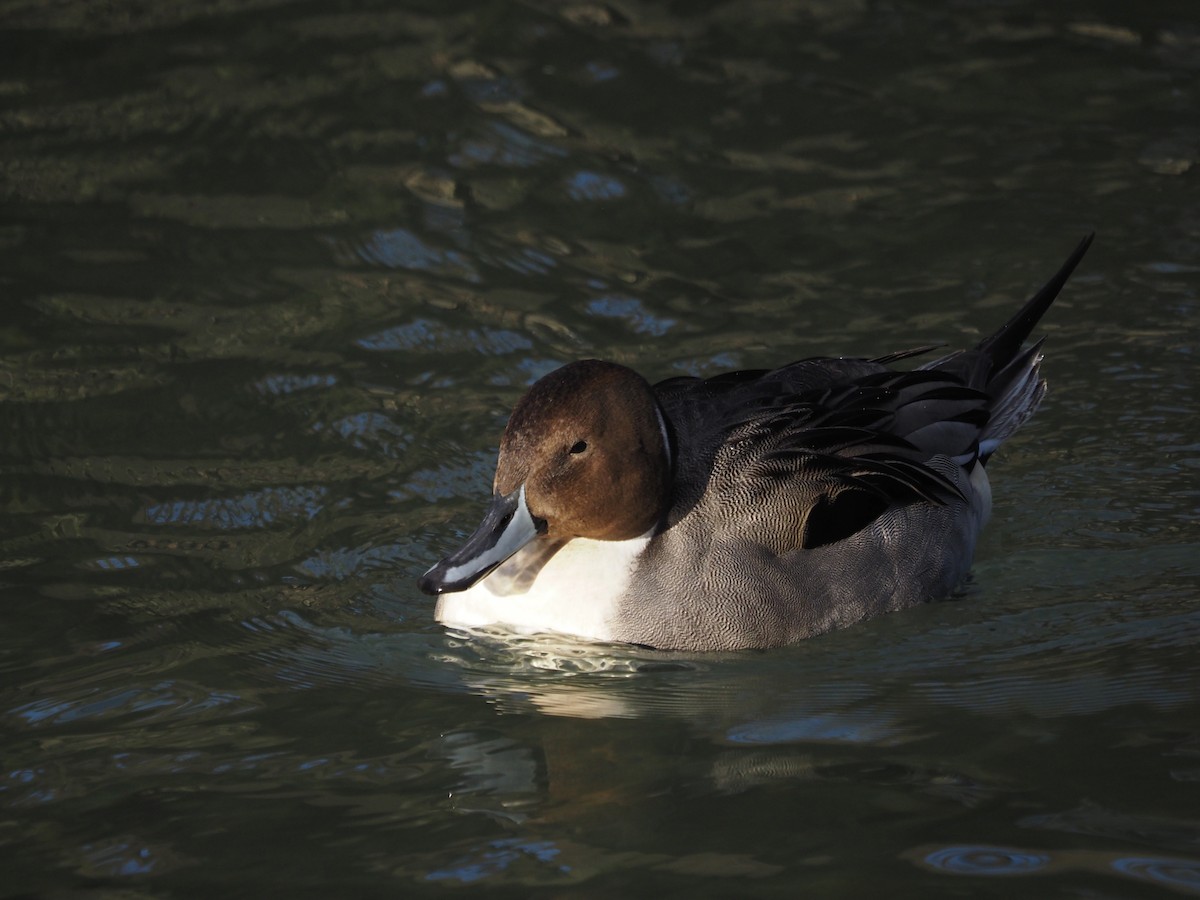 Northern Pintail - Dorlisa Robinson