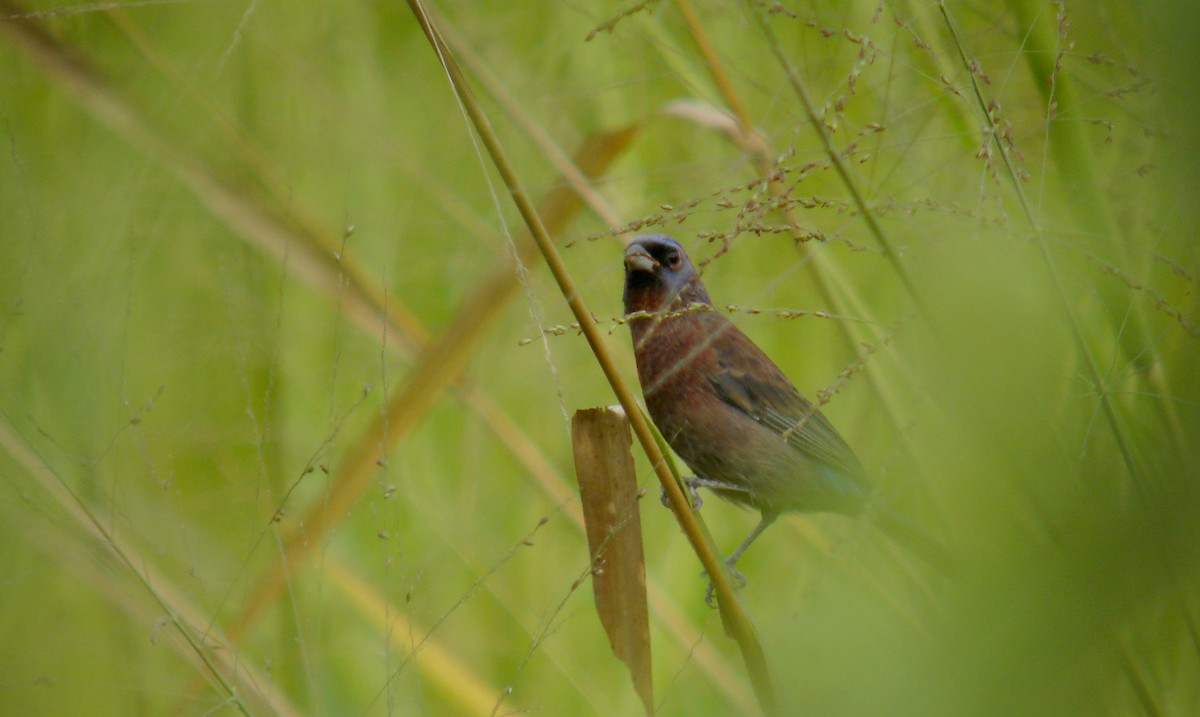 Varied Bunting - ML40218861